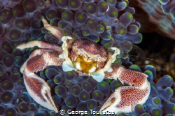 Porcelain Crab by George Touliatos 
